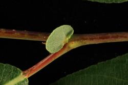 Salix lasiandra subsp. lasiandra. Stipule. Image: D. Glenny © Landcare Research 2020 CC BY 4.0